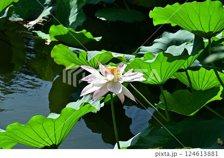 群生する蓮の花 124613881