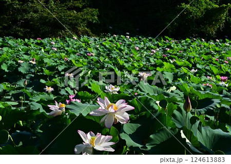 群生する蓮の花 124613883