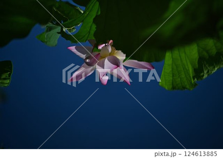 群生する蓮の花 124613885