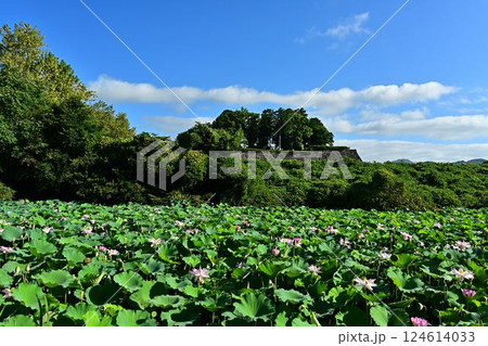 群生する蓮の花 124614033