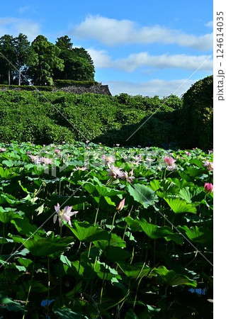 群生する蓮の花 124614035
