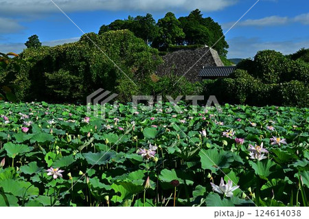 群生する蓮の花 124614038