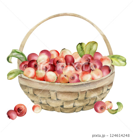 Lingonberry cranberry with leaves in weaved basket, heap of ripe picked forest berry harvest hand drawn in watercolor. Isolated illustration for home preserves, cafe menu, recipe book, farmers market Lingonberry cranberry with leaves in weaved basket, heap of ripe picked forest berry harvest hand drawn in watercolor. Isolated illustration for home preserves, cafe menu, recipe book, farmers market 124614248