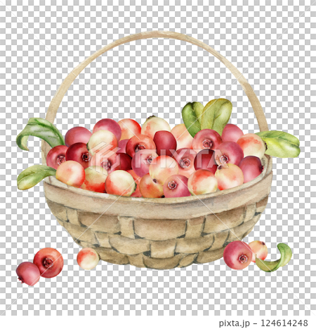 Lingonberry cranberry with leaves in weaved basket, heap of ripe picked forest berry harvest hand drawn in watercolor. Isolated illustration for home preserves, cafe menu, recipe book, farmers market Lingonberry cranberry with leaves in weaved basket, heap of ripe picked forest berry harvest hand drawn in watercolor. Isolated illustration for home preserves, cafe menu, recipe book, farmers market 124614248