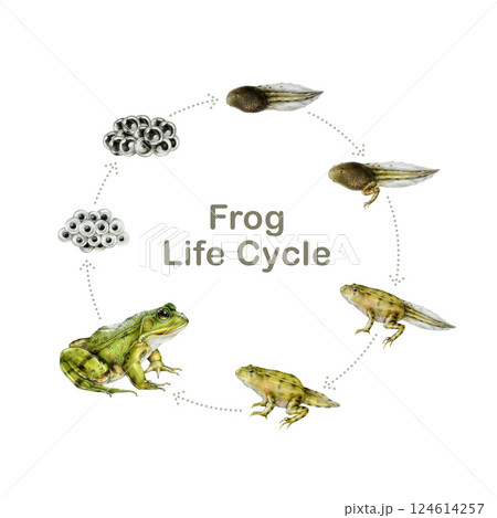 Frog life cycle watercolor painted illustration study table. Hand drawn realistic frog, spawn, embryo, tadpole elements on white background. Amphibian study development natural science study table 124614257