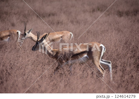 草原を群れで行動するトムソンガゼル 124614279