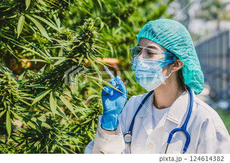Scientist doctor working in hemp cannabis farm for herbal pharmacy, Research in plant agriculture. 124614382
