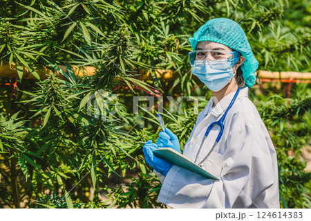 Scientist doctor working in hemp cannabis farm for herbal pharmacy, Research in plant agriculture. 124614383