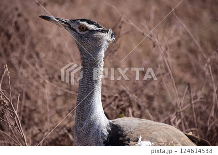 草原に佇むアフリカオオノガン 124614538