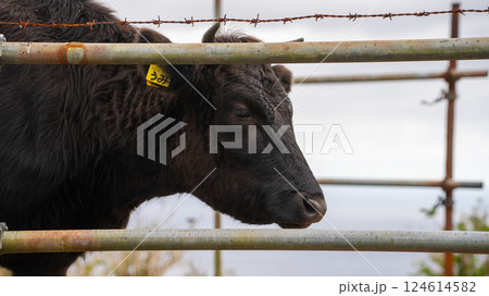 牛の頭 牛の頭 124614582