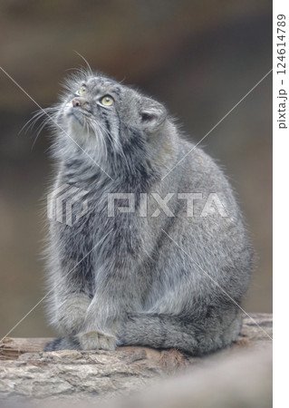 天を見上げるマヌルネコ 別名 小さなヤマネコ 124614789