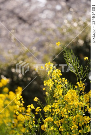 春の訪れを告げる菜の花 124614881