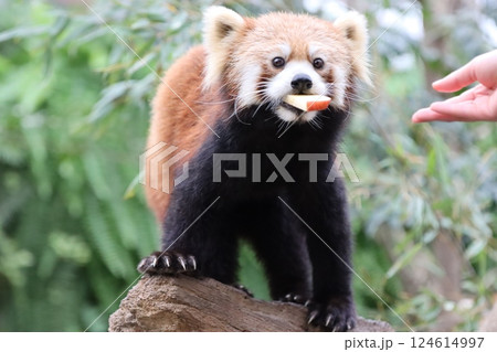 りんごを食べるレッサーパンダ 食肉目 レッサーパンダ科 りんごを食べるレッサーパンダ 食肉目 レッサーパンダ科 124614997