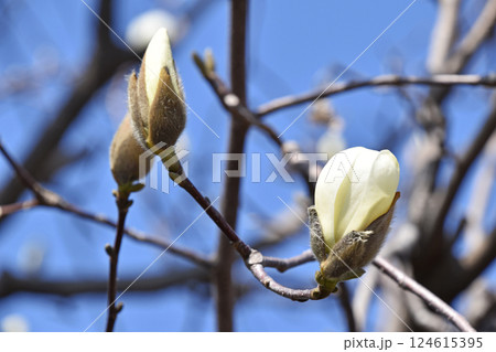 ハクモクレン（白木蓮） 124615395