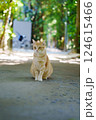猫 124615466