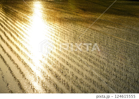 斜陽になった頃にキラキラ輝く田植えしたばかりの水田 124615555