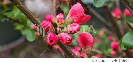 今年も真っ赤なボケの花が咲きました 124615606