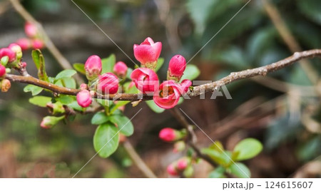 今年も真っ赤なボケの花が咲きました 今年も真っ赤なボケの花が咲きました 124615607