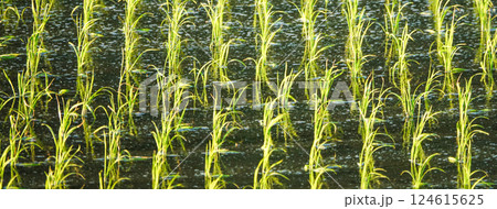 斜陽の頃に植えたばかりの田圃の風景 斜陽の頃に植えたばかりの田圃の風景 124615625