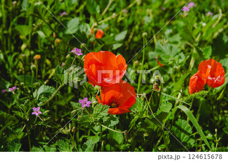 Bright Red Poppies in a Green Meadow with Wildflowers Bright Red Poppies in a Green Meadow with Wildflowers 124615678
