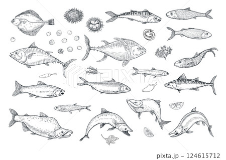 Variety sea fish set sardine, anchovy monochrome vector illustration hand drawn. Herring, flounder, mackerel black white drawing engraving. Fishes and herbs, vegetables clipart graphic art for prints. 124615712