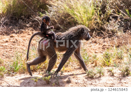 Baboons in Samburu national reserve 124615843