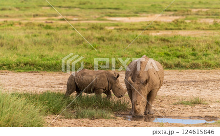 White Rhino with her young 124615846