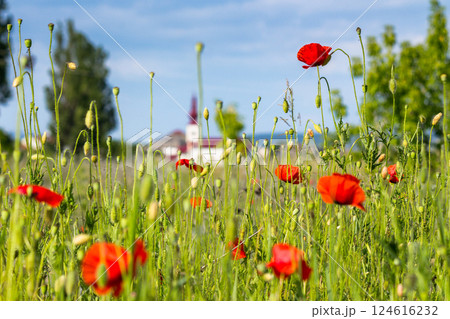 field with red poppies in village outskirts. mountainous countryside landscape with flowers in summer. blooming rural scenery of ukraine in evening light. blurred background field with red poppies in village outskirts. mountainous countryside landscape with flowers in summer. blooming rural scenery of ukraine in evening light. blurred background 124616232