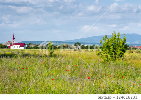 field with red poppies in village outskirts. mountainous countryside landscape with flowers in summer. organic tourism. blooming rural scenery of ukraine in evening light 124616233