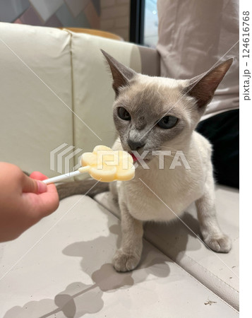 猫カフェでおやつをもらう猫 猫カフェでおやつをもらう猫 124616768