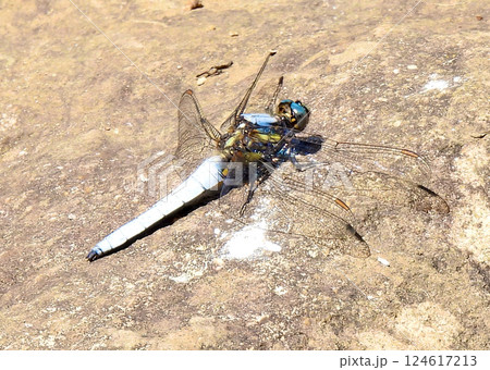 塩辛トンボ 124617213