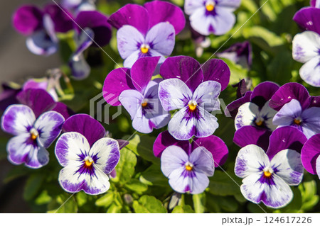 Spring violet flowers bloom in the garden Spring violet flowers bloom in the garden 124617226