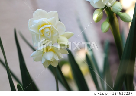 早春の庭に咲く白い八重咲きのフサザキスイセンの花 早春の庭に咲く白い八重咲きのフサザキスイセンの花 124617237