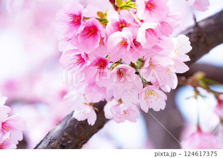開花したばかりの桜 124617375