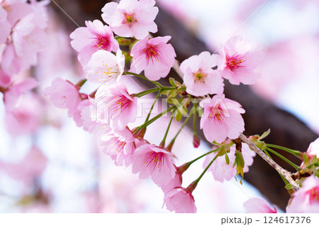 開花したばかりの桜 開花したばかりの桜 124617376