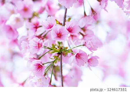 開花したばかりの桜 開花したばかりの桜 124617381