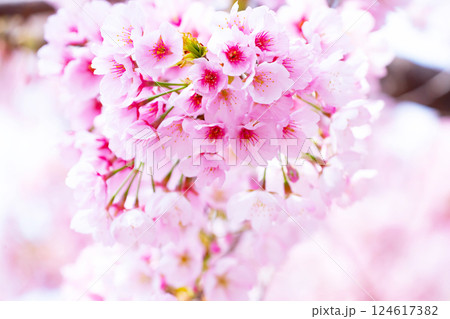 開花したばかりの桜 124617382