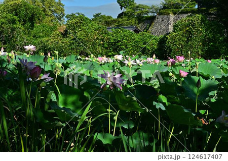 群生する蓮の花 群生する蓮の花 124617407