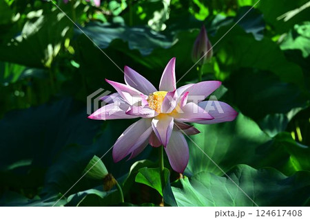 蓮の花のある風景 124617408