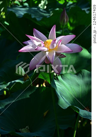 蓮の花のある風景 蓮の花のある風景 124617409