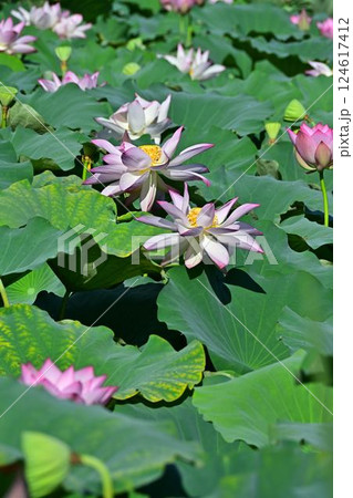 蓮の花のある風景 124617412
