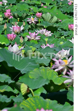 蓮の花のある風景 蓮の花のある風景 124617413