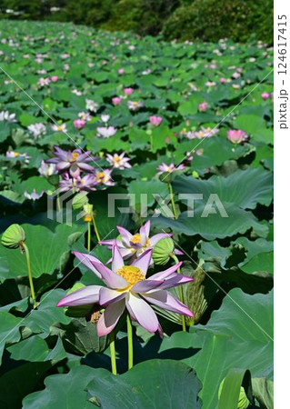 蓮の花のある風景 蓮の花のある風景 124617415
