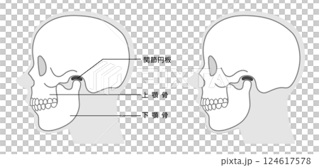 頜骨結構解釋圖(單調) 頜骨結構解釋圖(單調) 124617578