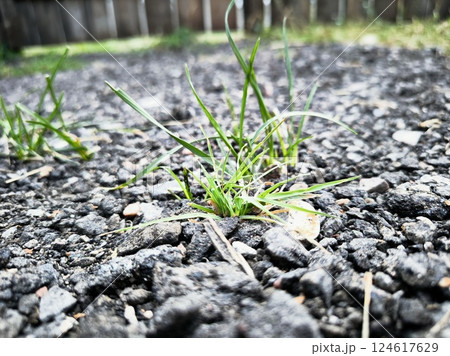 A green clump of grass makes its way through the paved path. The concept of save the nature. young grass makes its way through the asphalt A green clump of grass makes its way through the paved path. The concept of save the nature. young grass makes its way through the asphalt 124617629
