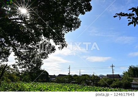 群生する蓮の花 群生する蓮の花 124617643