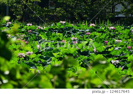 蓮の花のある風景 124617645