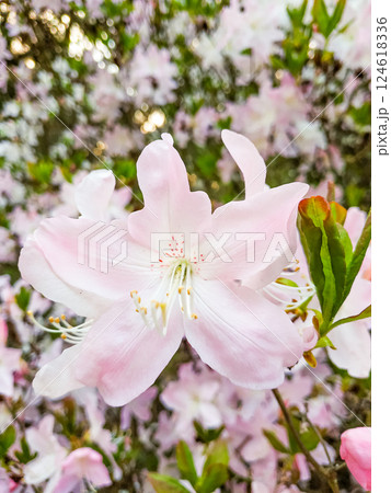 Delicate pink azalea blossoms in spring bloom pruhonice, Floral Background with Copy Space 124618336