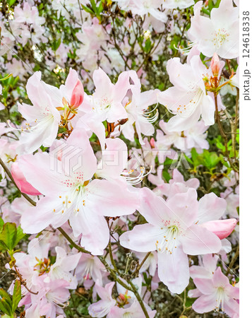 Blooming pink azaleas create stunning floral background in spring garden pruhonice, with Copy Space 124618338
