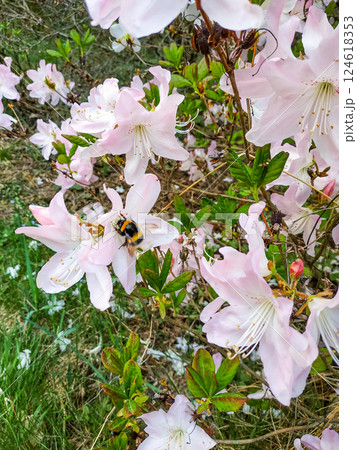 Bumblebee pollinating pink rhododendron flowers in spring garden pruhonice, Floral Background with Copy Space Bumblebee pollinating pink rhododendron flowers in spring garden pruhonice, Floral Background with Copy Space 124618353